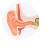 Ear illustration