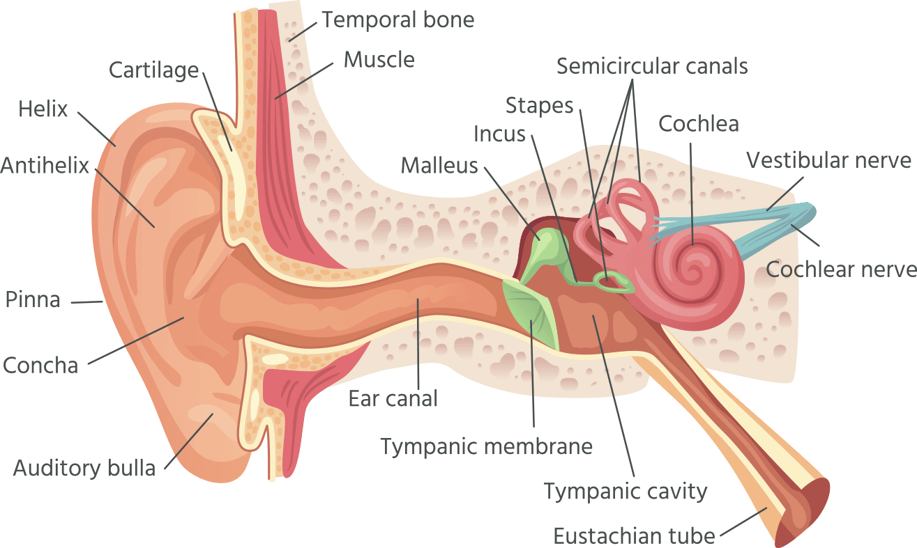 Ear anatomy