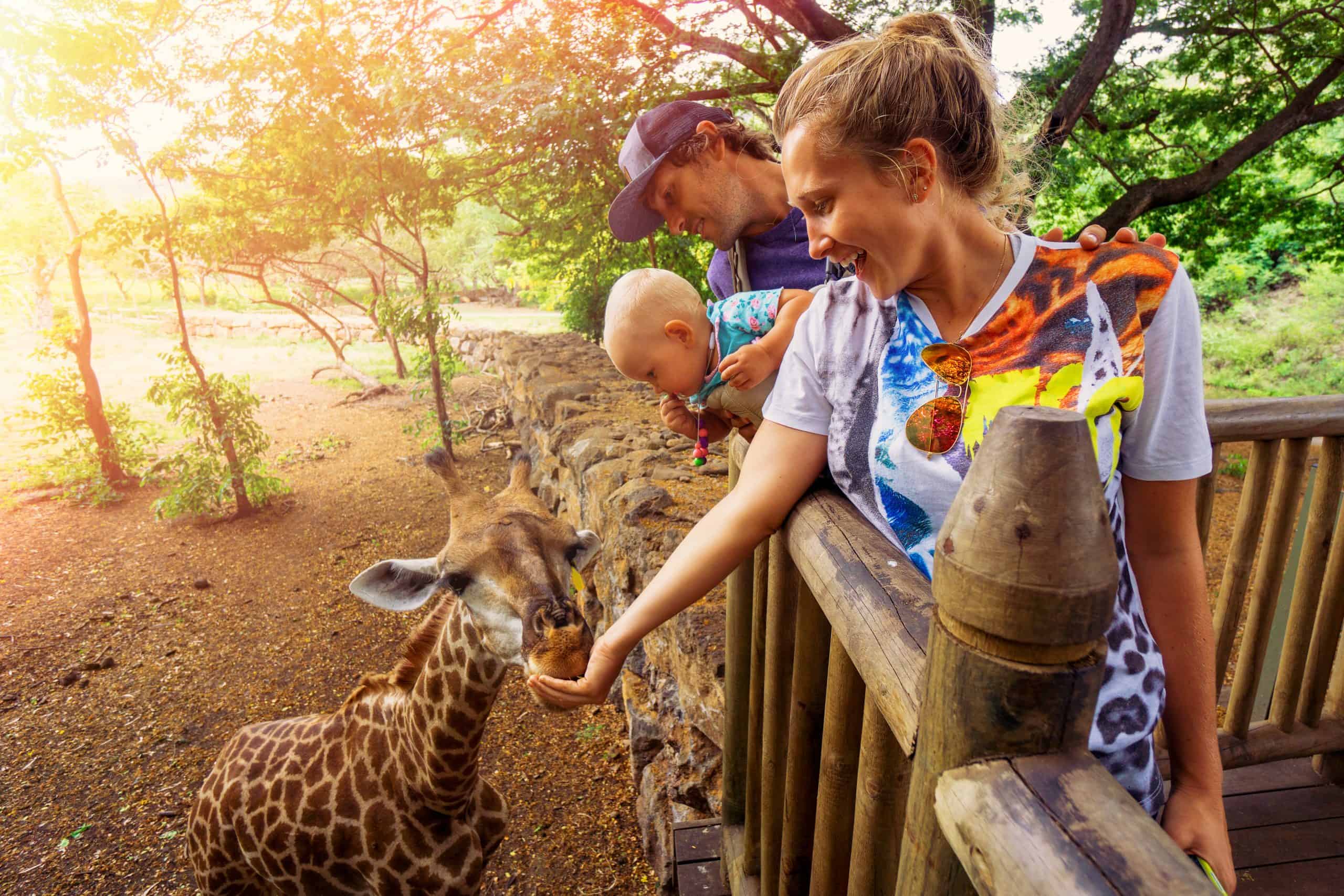 Family feeding a giraffe at the zoo